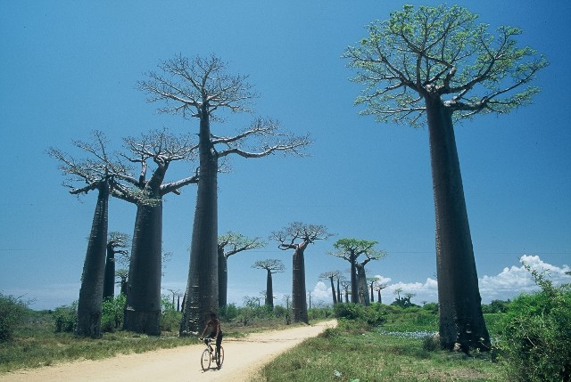 Morondava - All&eacute;e des baobabs